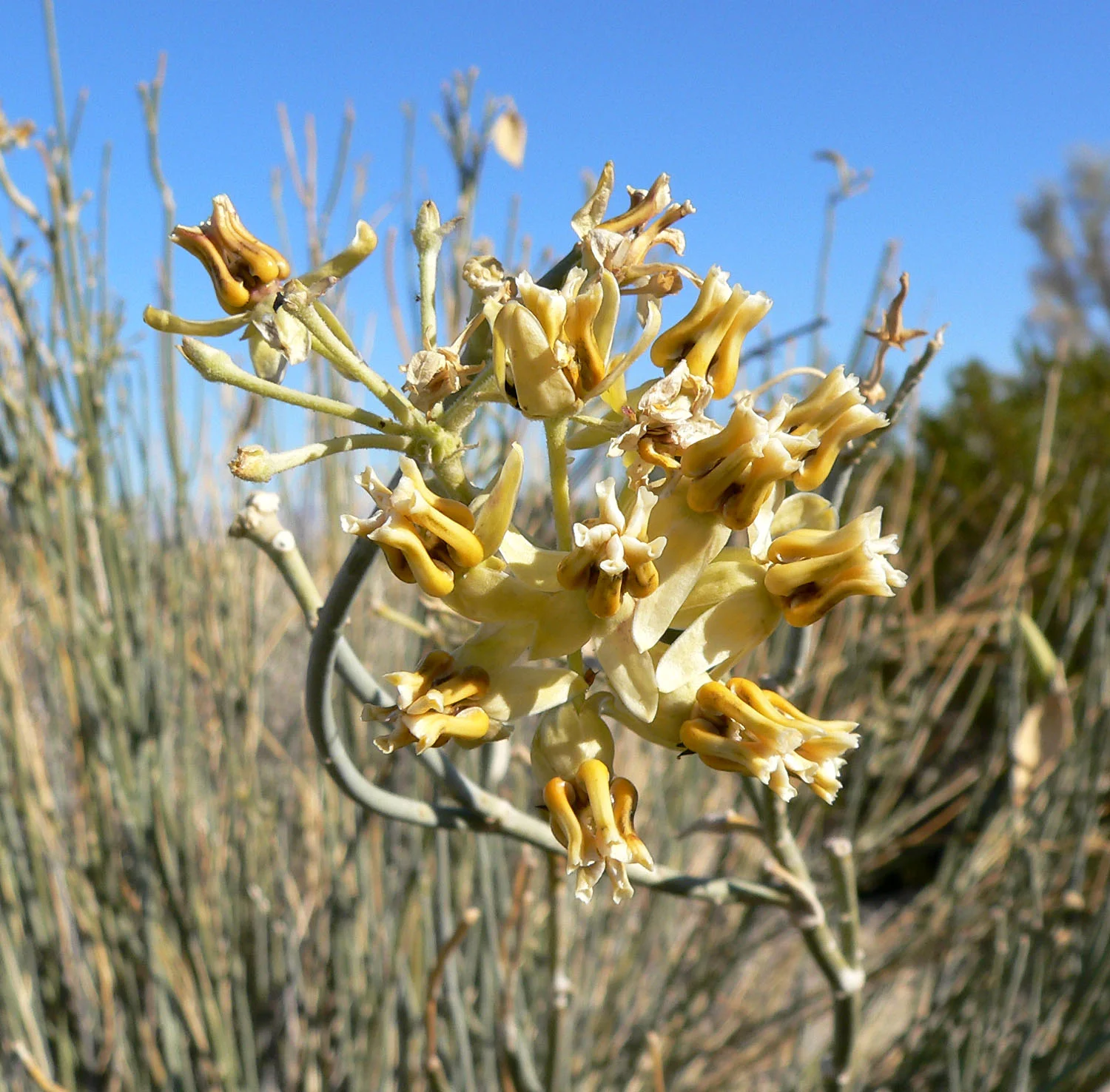 Asclepias_subulata_2.jpg