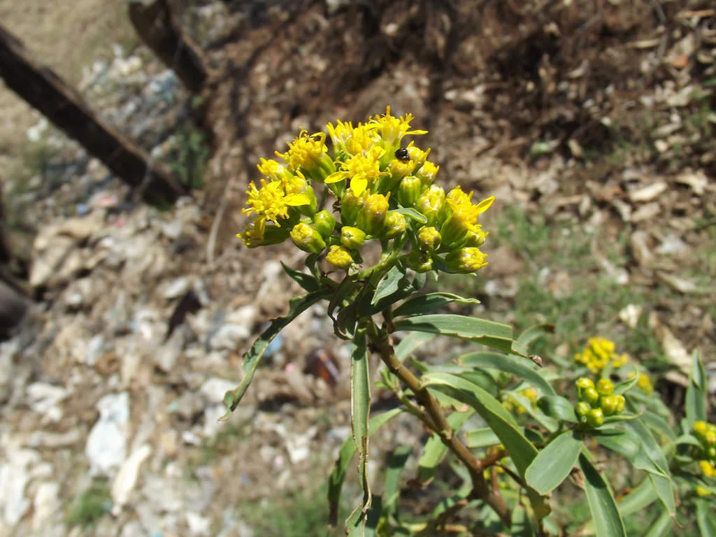 Barkleyanthus salicifolius.jpg