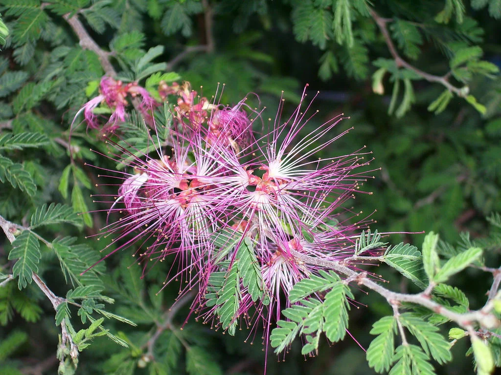 Calliandra eriophylla .jpg