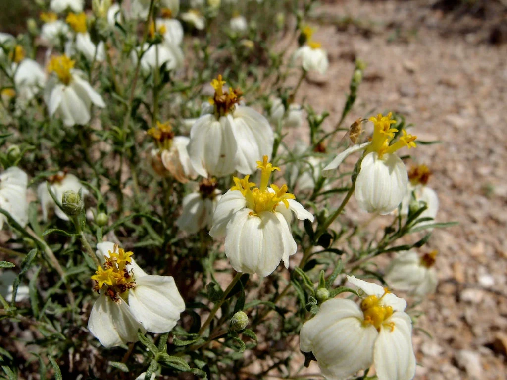 Zinnia acerosa.jpg