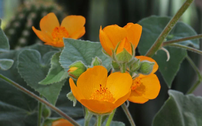 Abutilon palmeri.jpg