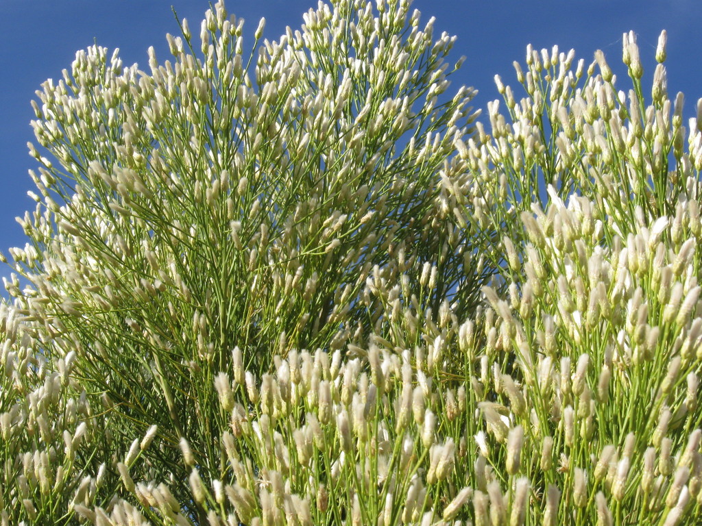 baccharis sarothroides.jpg