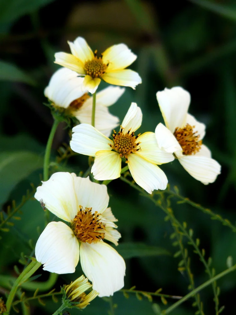 bidens aurea.jpg