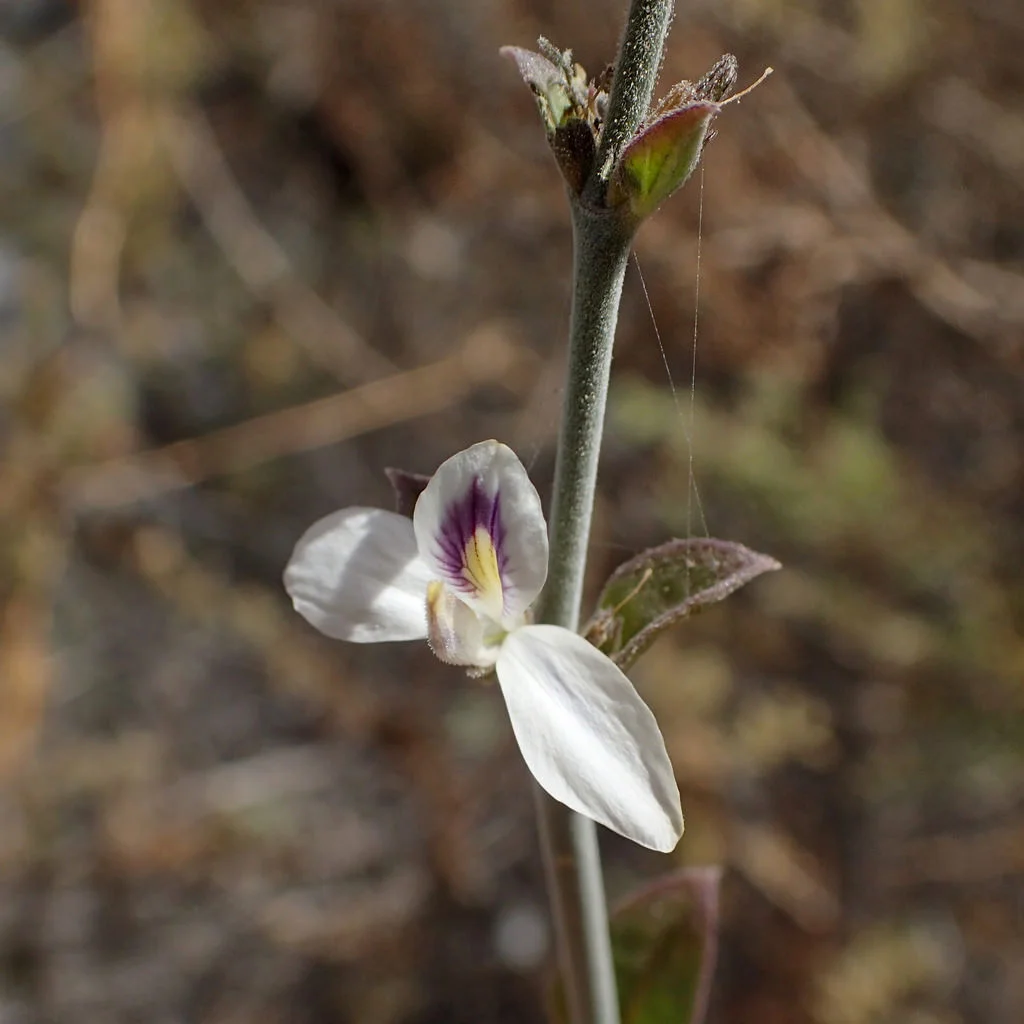 carlowrightia arizonica.jpg