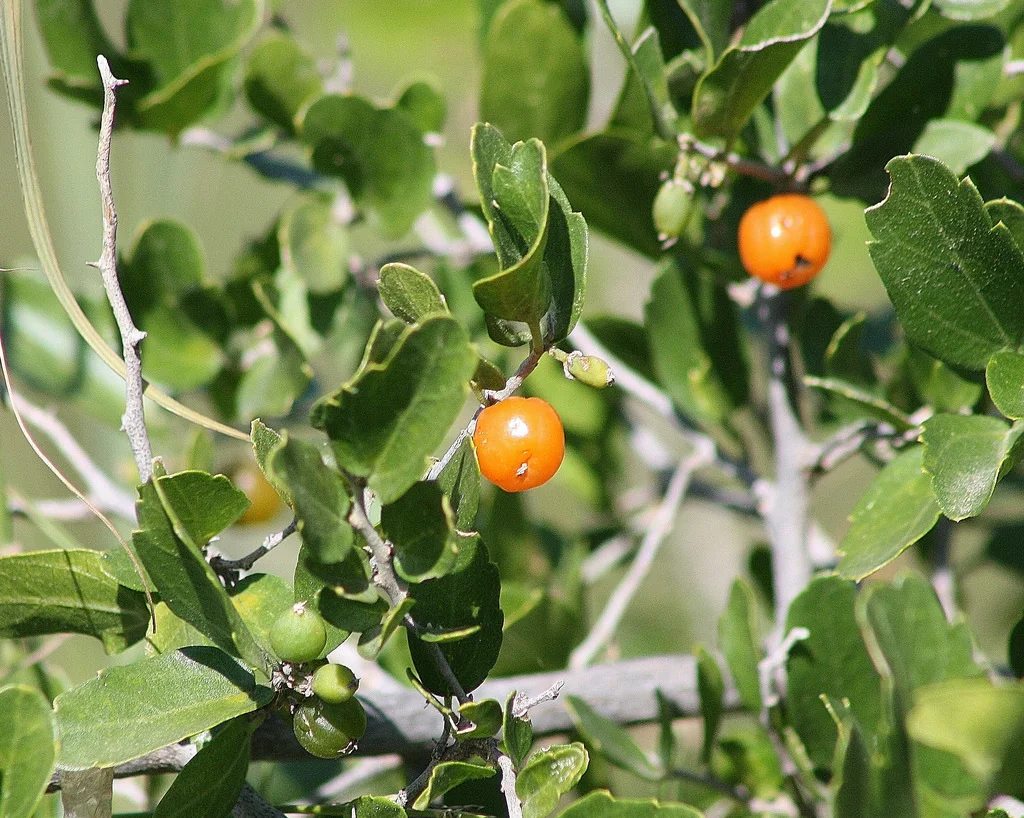 Celtis Ehrenbergiana.jpg
