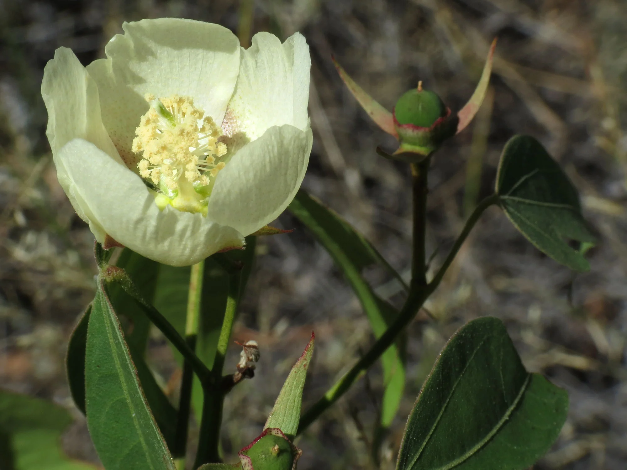 Gossypium_thurberi_(8078575166).jpg
