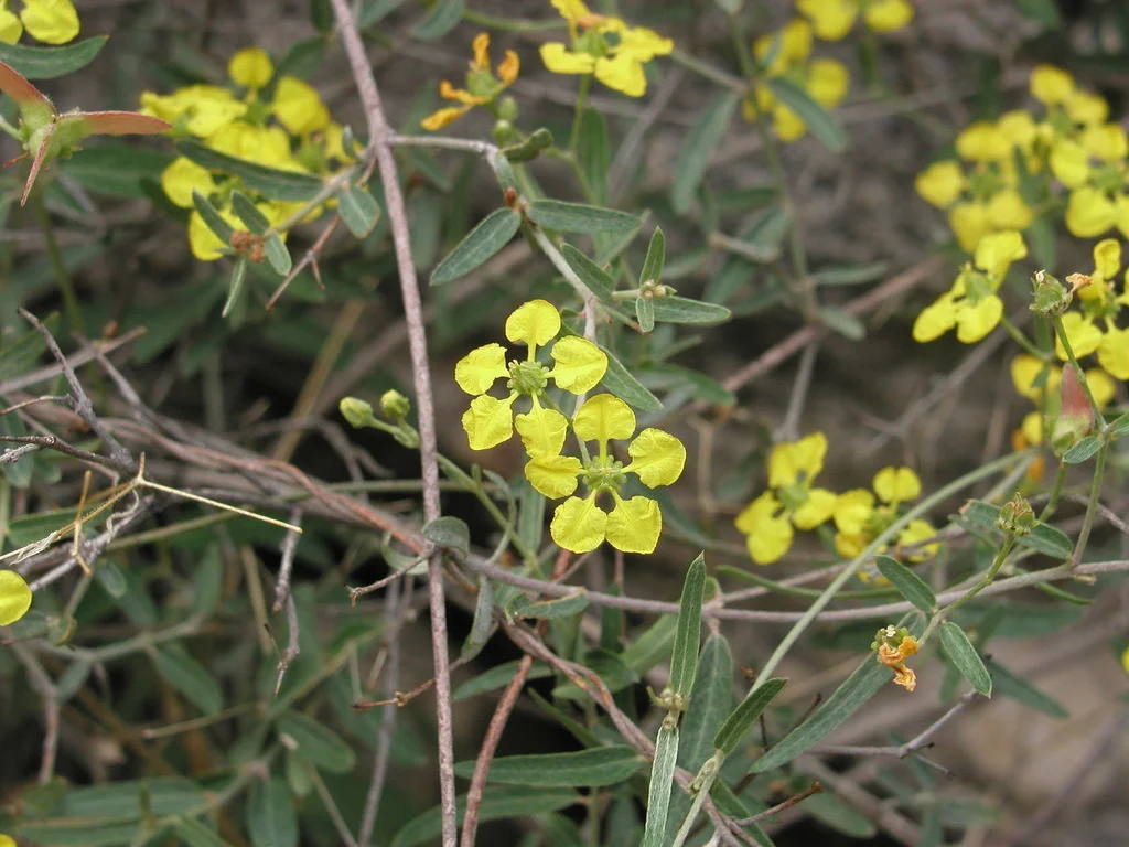 janusia gracilis.jpg