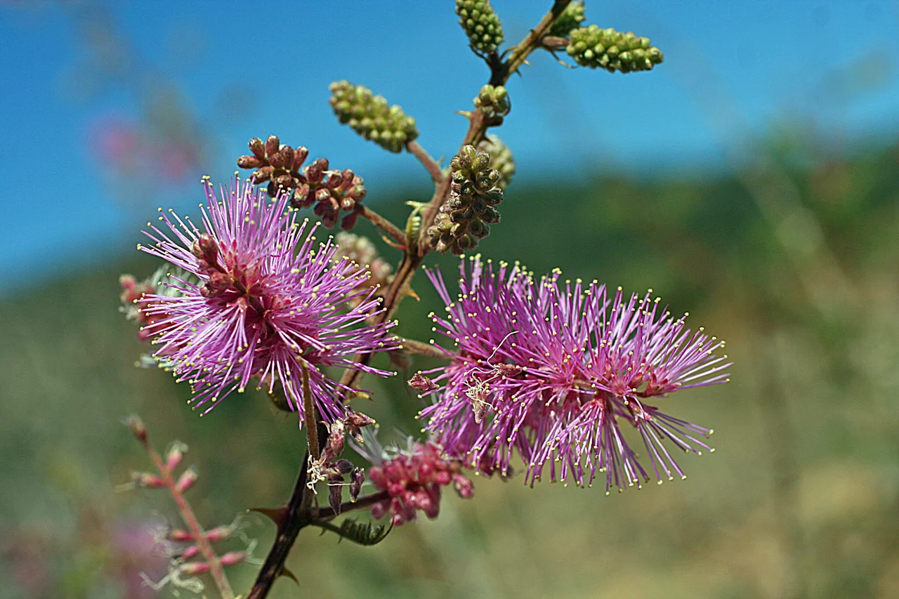 mimosa dysocarpa.jpg