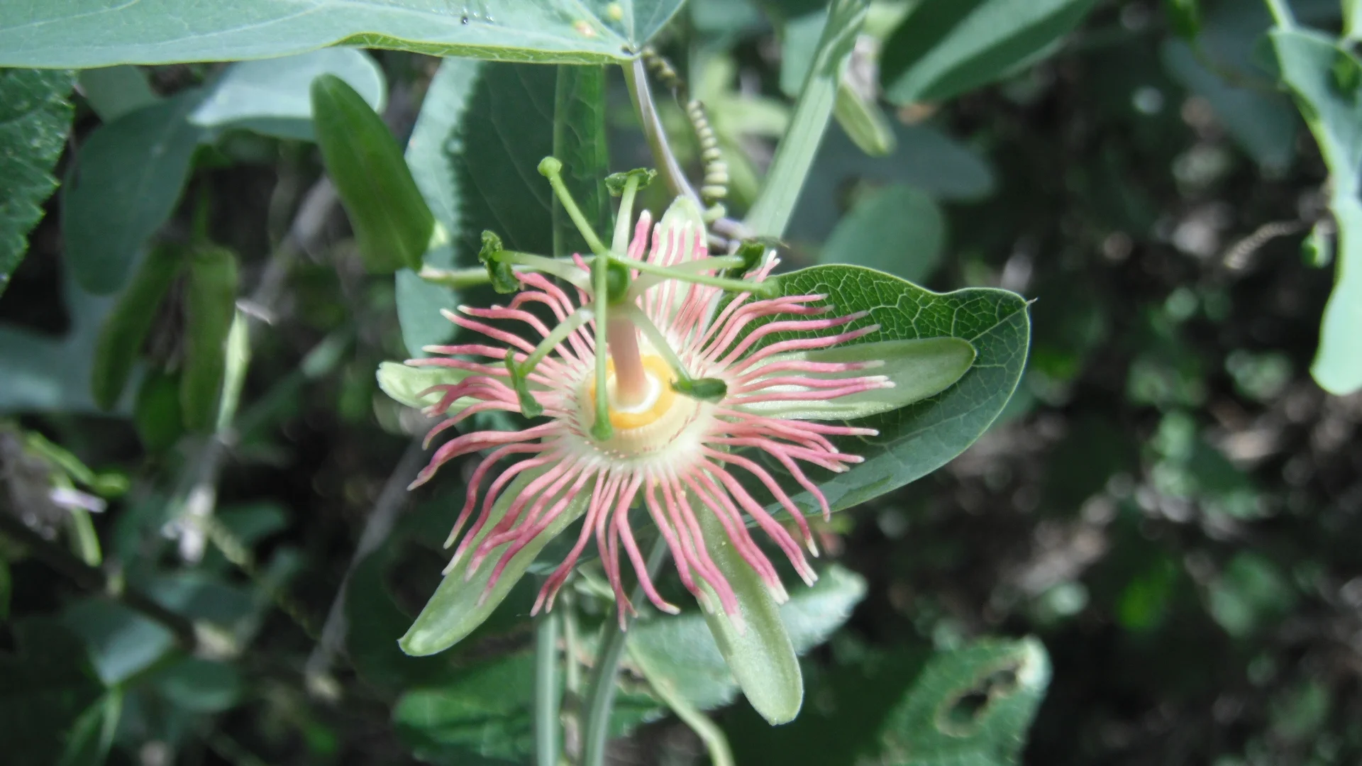 passiflora mexicana.jpg