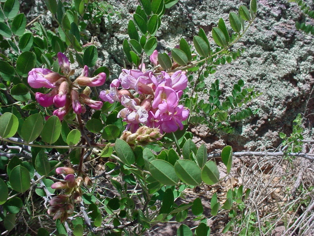 robinia_neomexicana.jpg