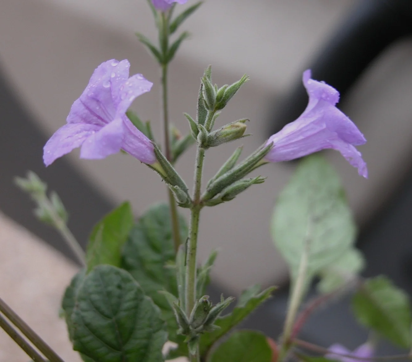 ruellia_nudiflora (1).jpg