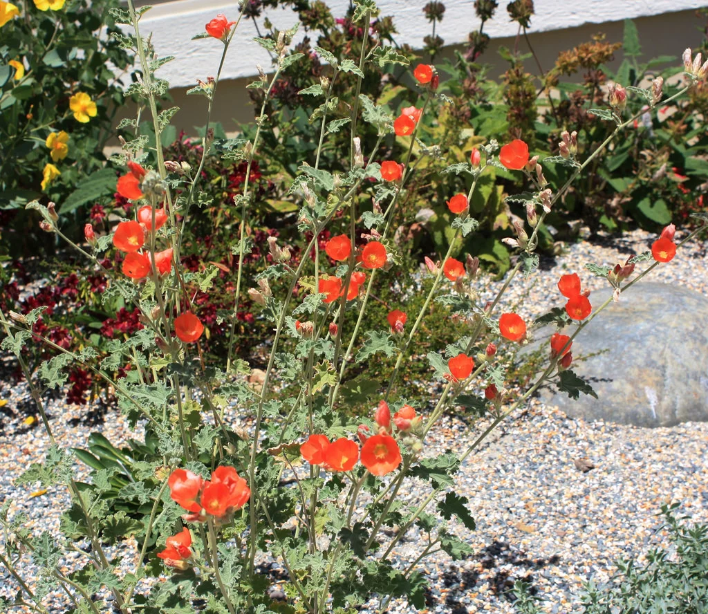 sphaeralcea ambigua.jpg