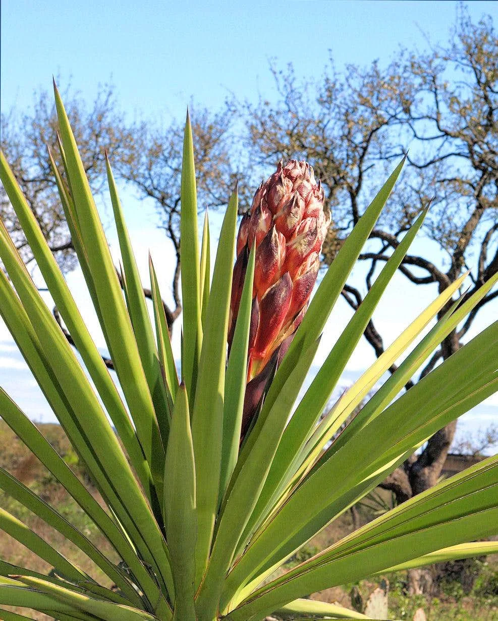 yucca baccata.jpg