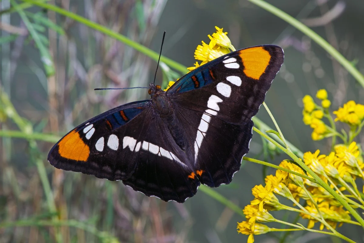 Arizona Sister Butterfly (Adelpha eulalia)