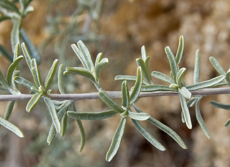 Atriplex_canescens_hegji02_lg.jpg