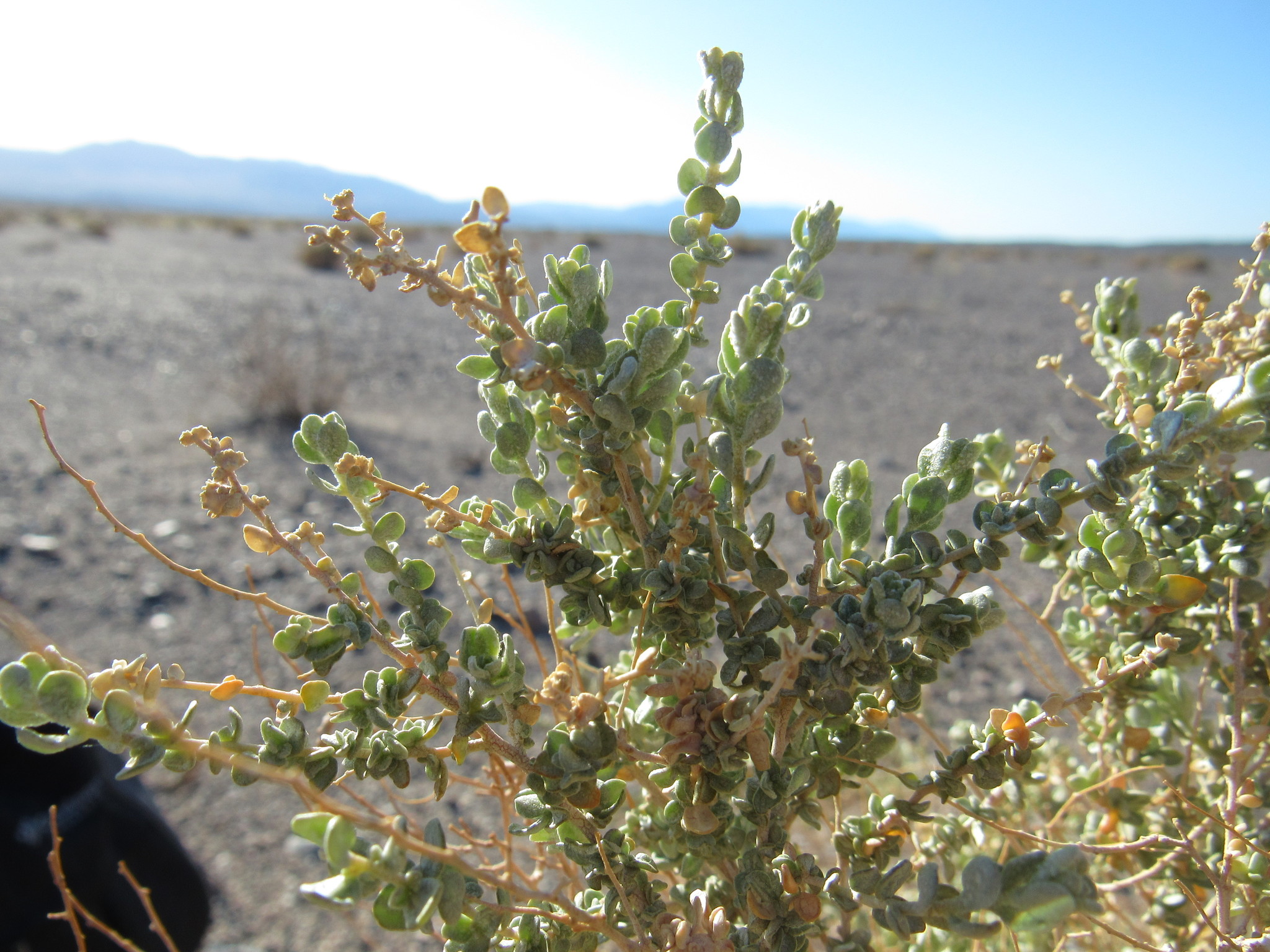 atriplex polycarpa.jpeg
