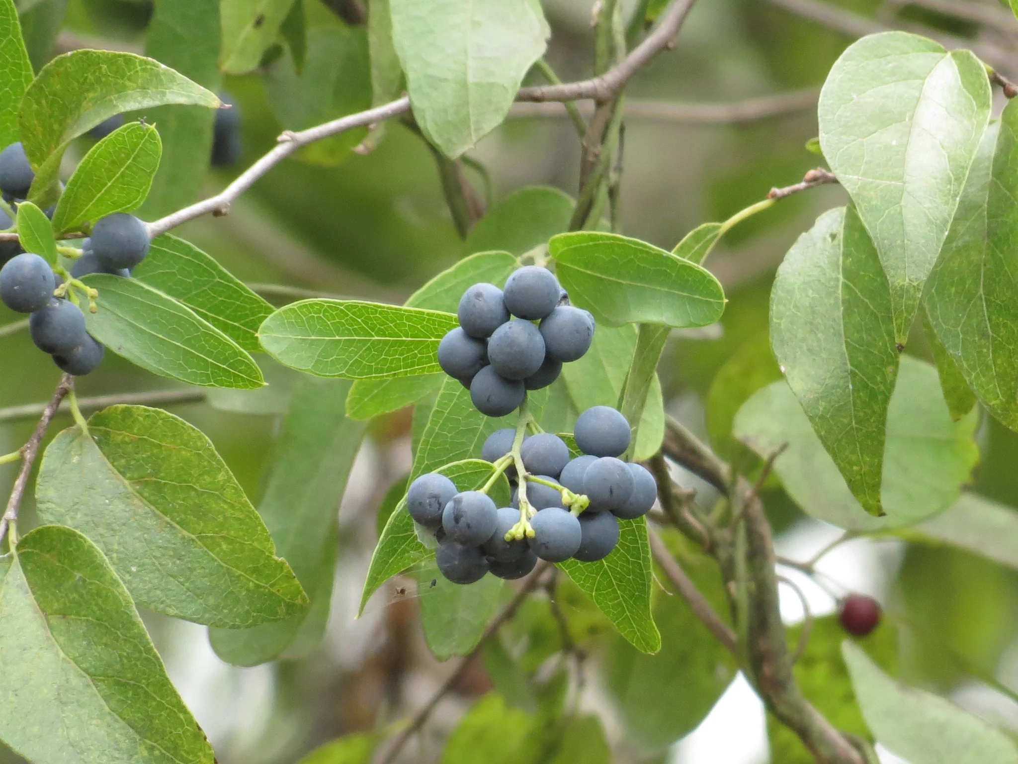 Cocculus diversifolius.jpg