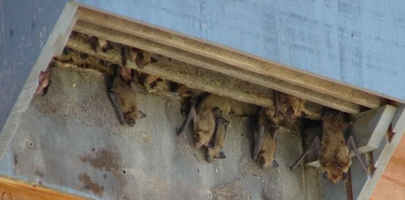 bat-habitats.jpg