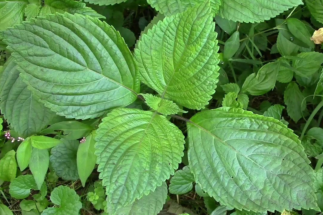 korean shiso.jpg