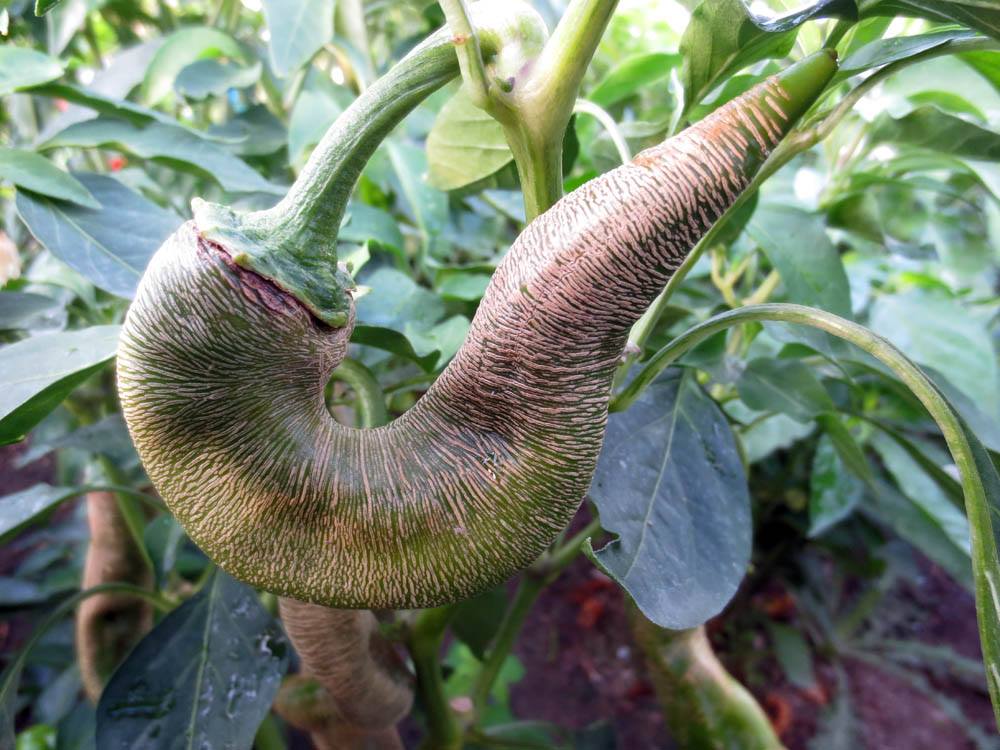 rezha pepper.jpg