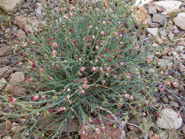 Thamnosma texana