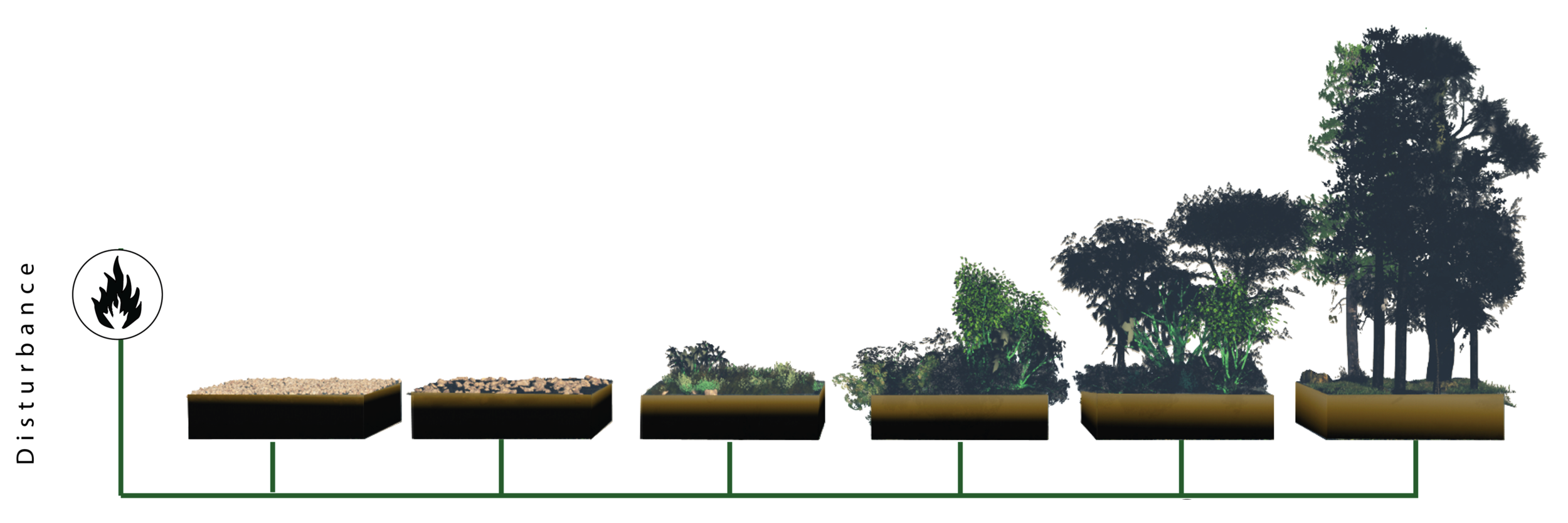 The Conventional View of Ecological Succession.