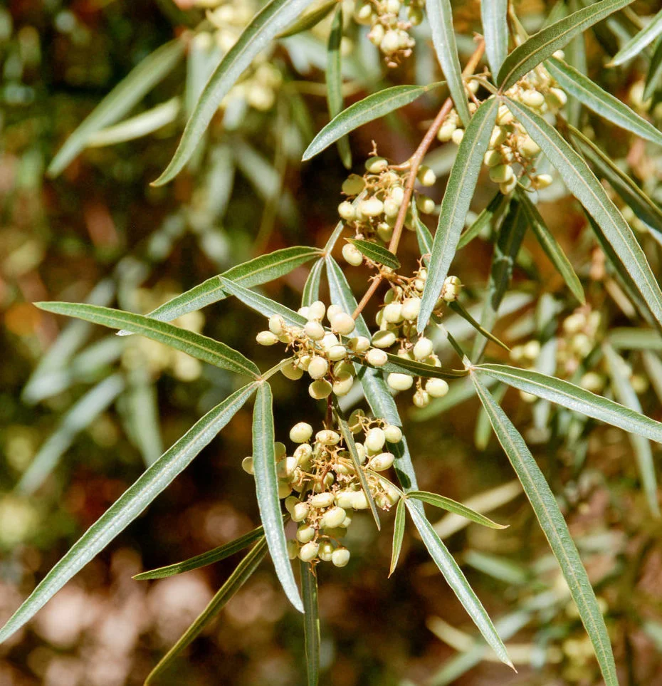 Avoid planting this species, African Sumac (Rhus lancea)