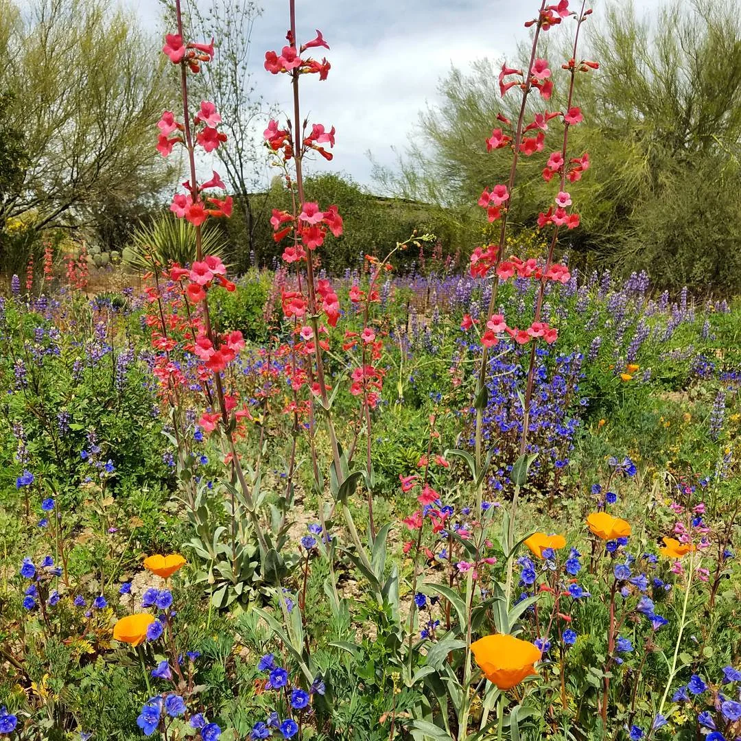 penstemons n shit.jpg