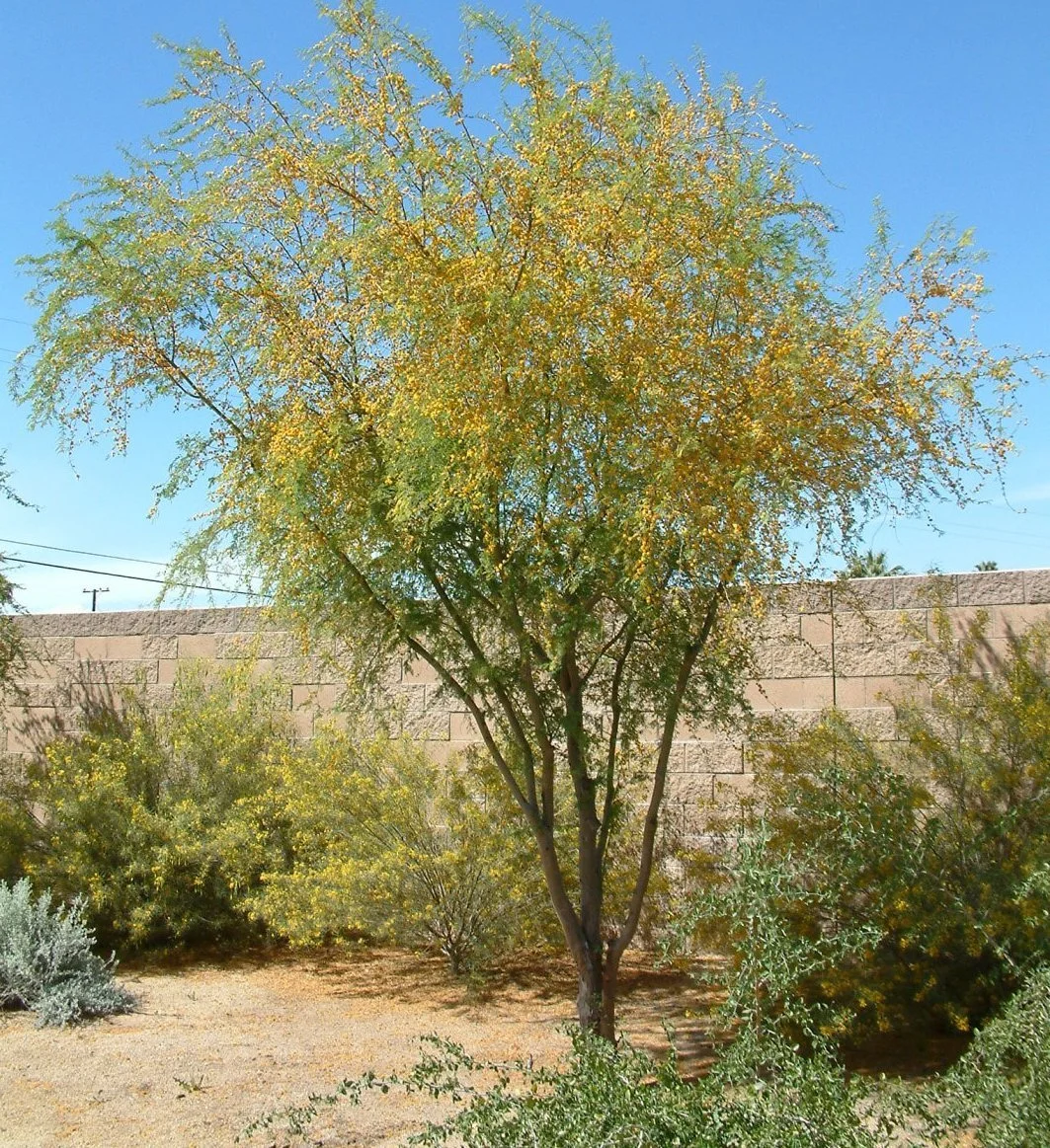 Vachellia farnesiana.jpg