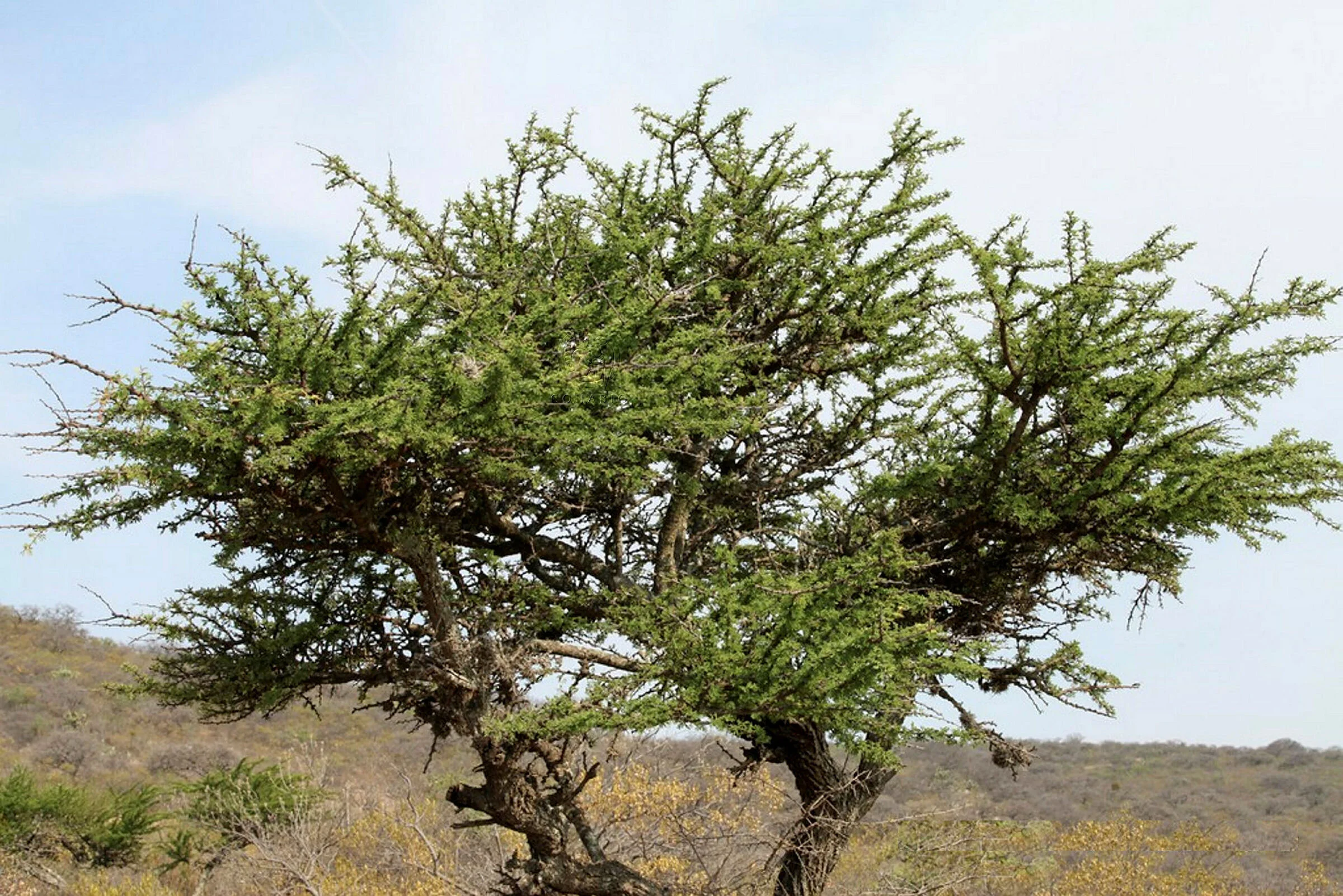 Acacia schaffneri.jpg