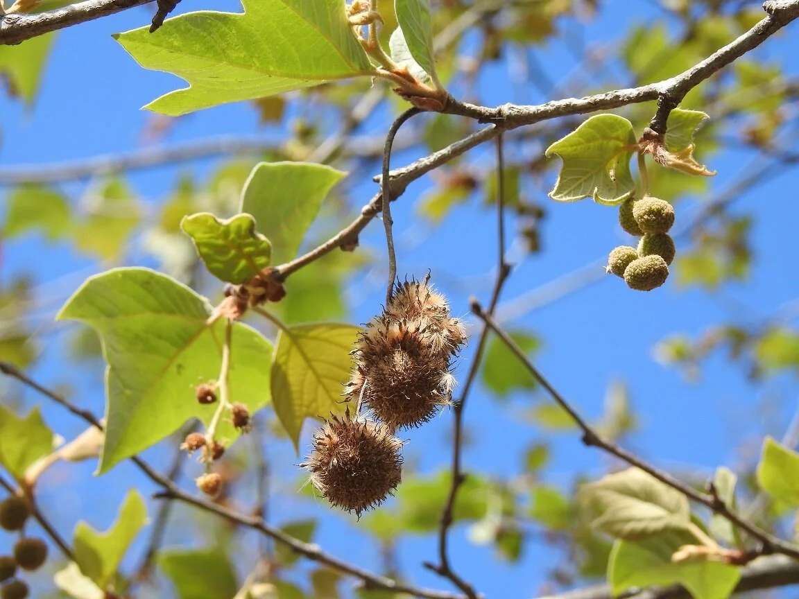 14 Dirtiest Messiest Trees To Not Plant In Your Yard Tree