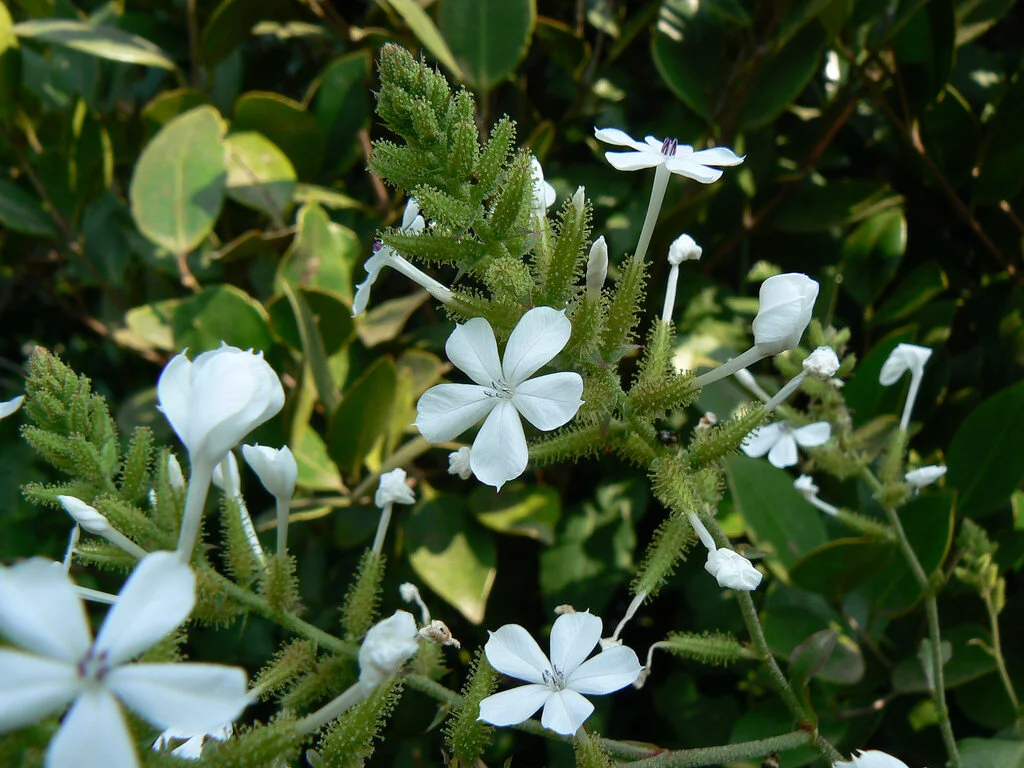 Shrub Selection Guide O P Spadefoot Nursery