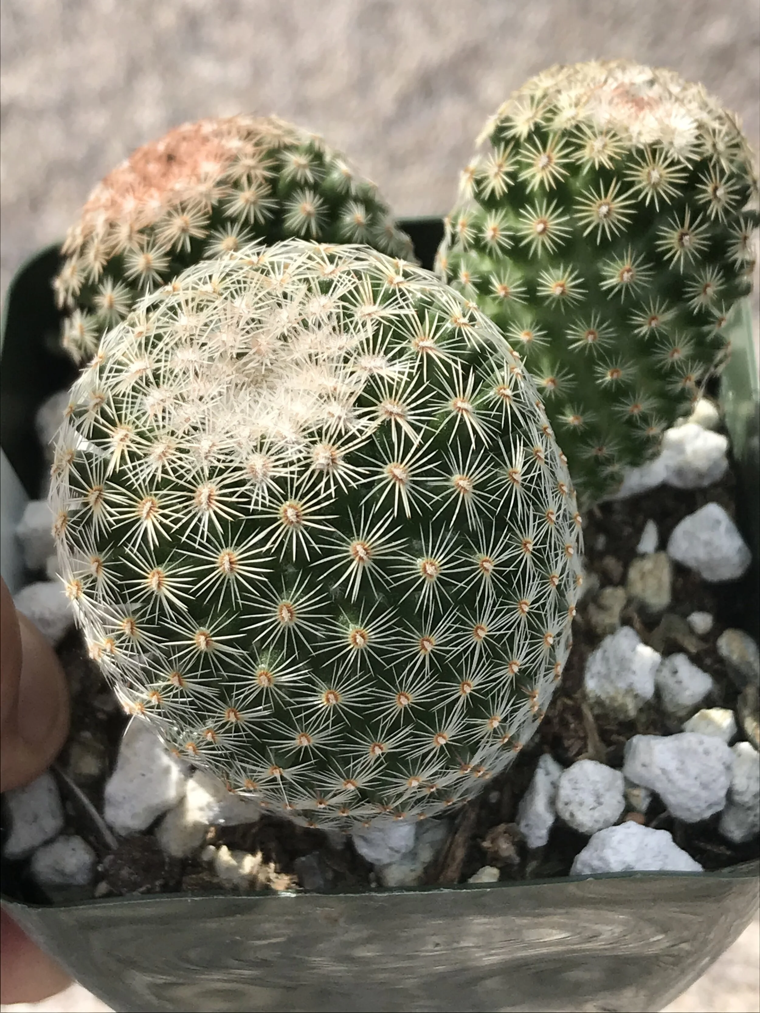 Cacti & Succulents Rare Cactus 08128 Mammillaria perezdelarosae v OWN ...