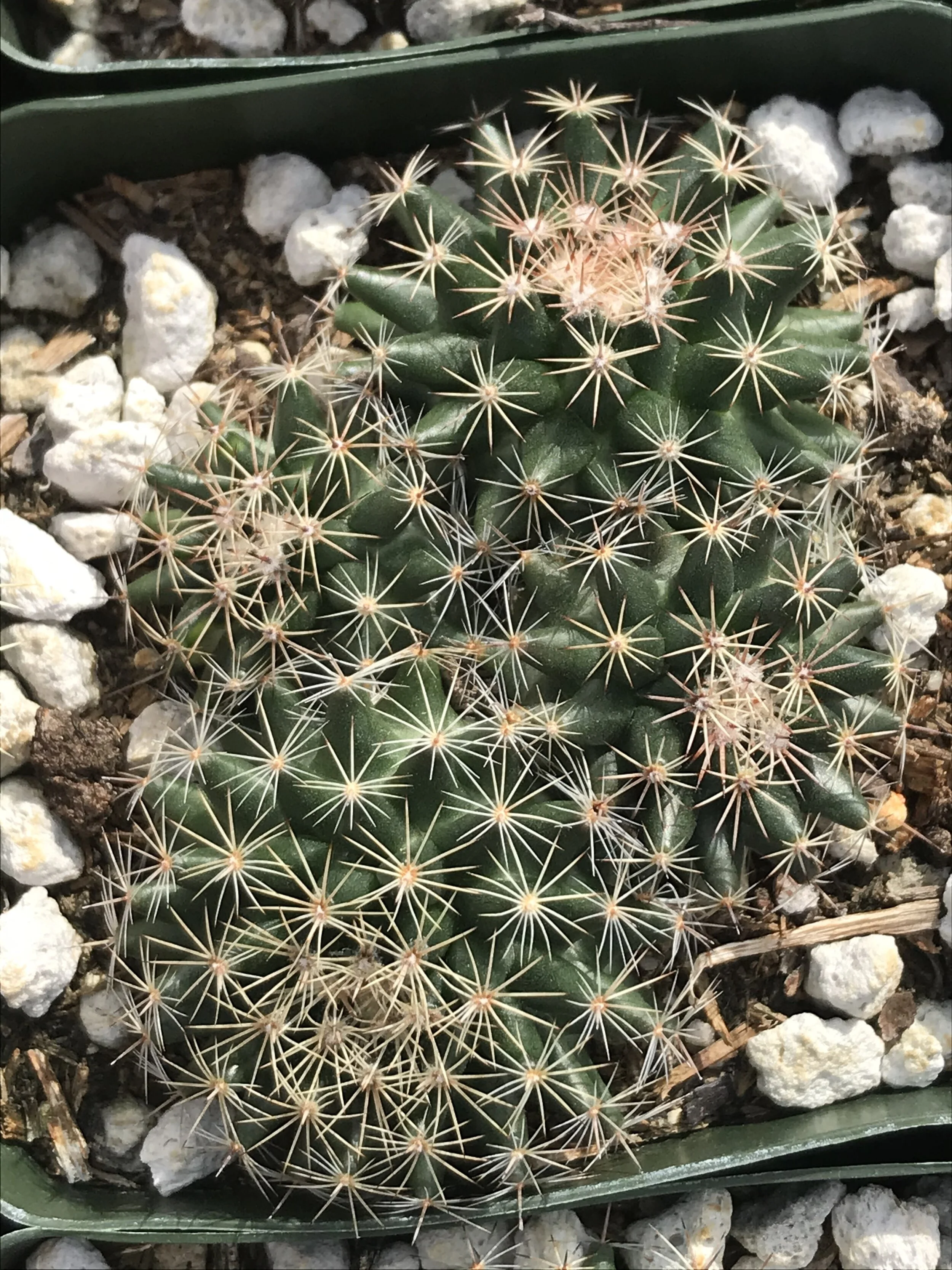 Cactus Nipple Rings 2025