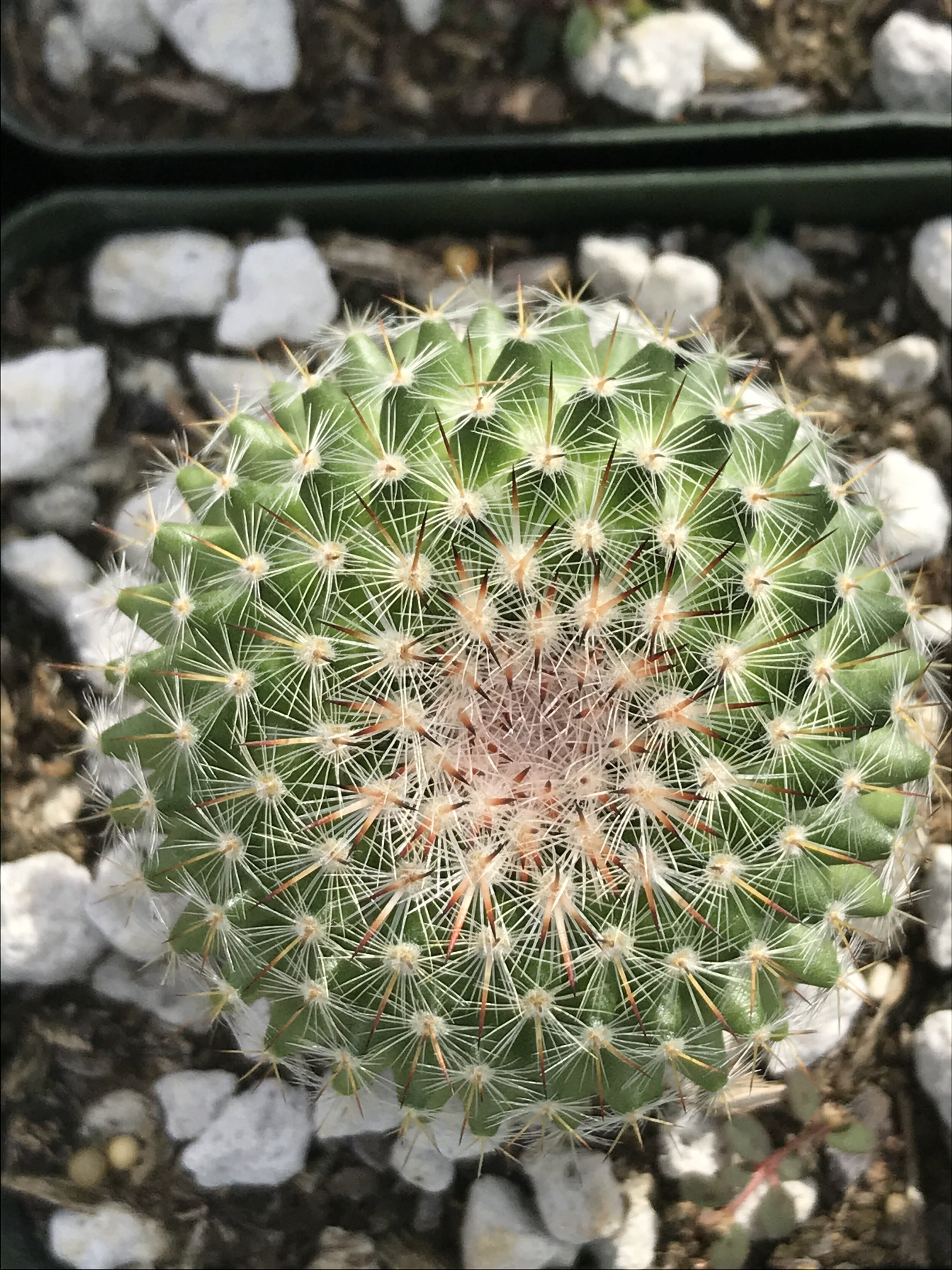 MAMMILLARIA CARNEA v18 pianta in vaso potted plant Cactus pot 18 cm 