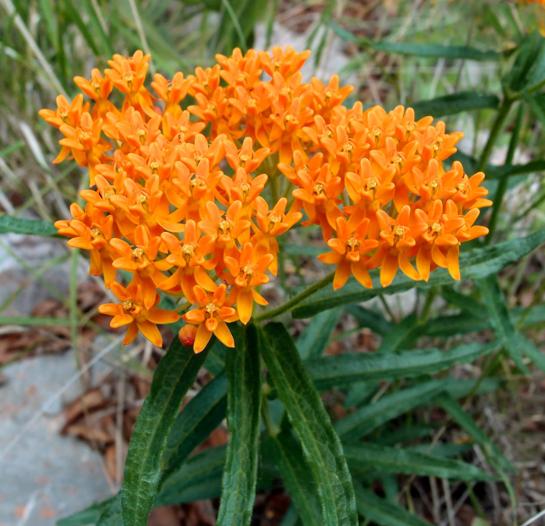 Orange Flowers That Grow In Texas Best Flower Site