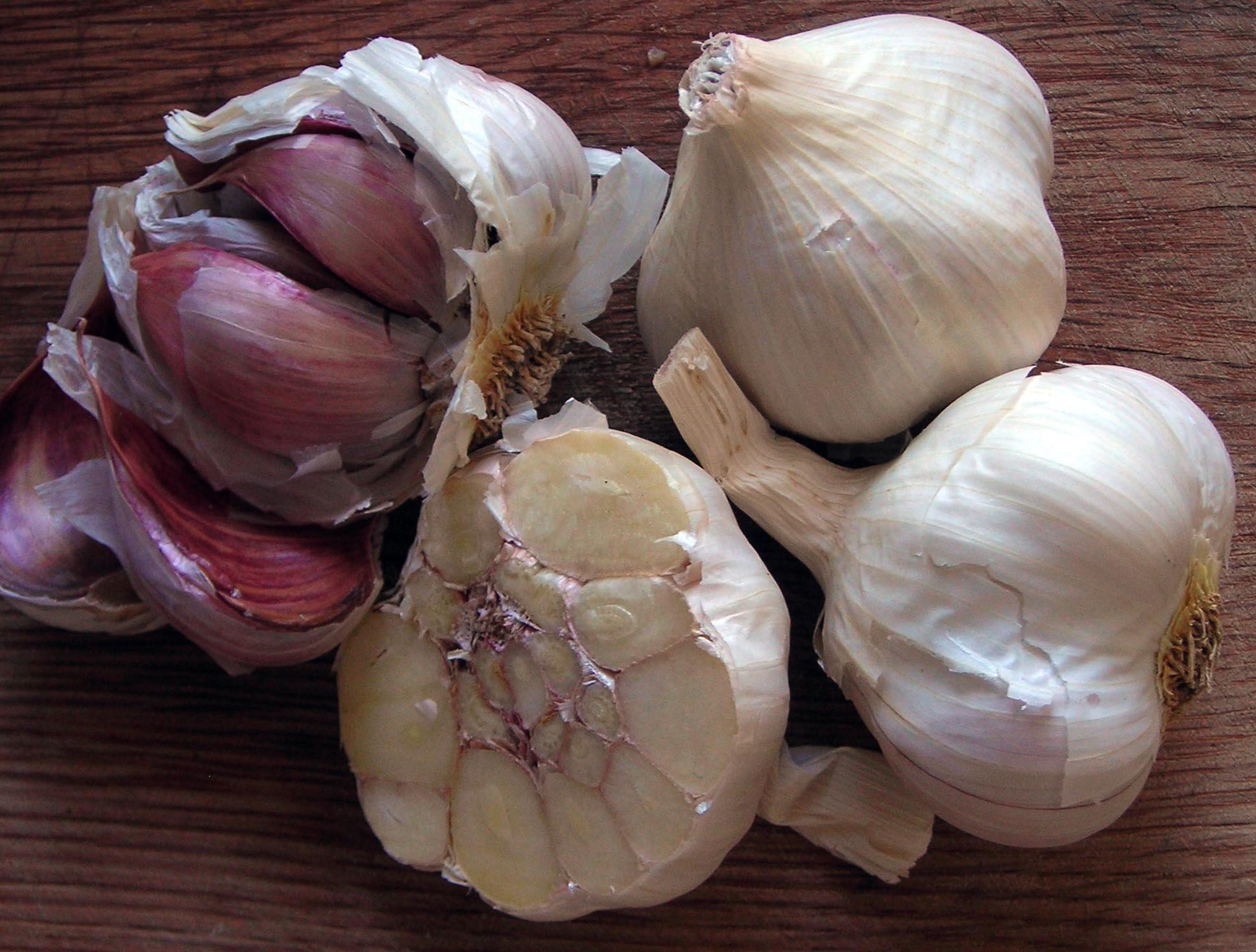 Tilståelse Bred rækkevidde fjendtlighed Gorgeous Garlic — Spadefoot Nursery