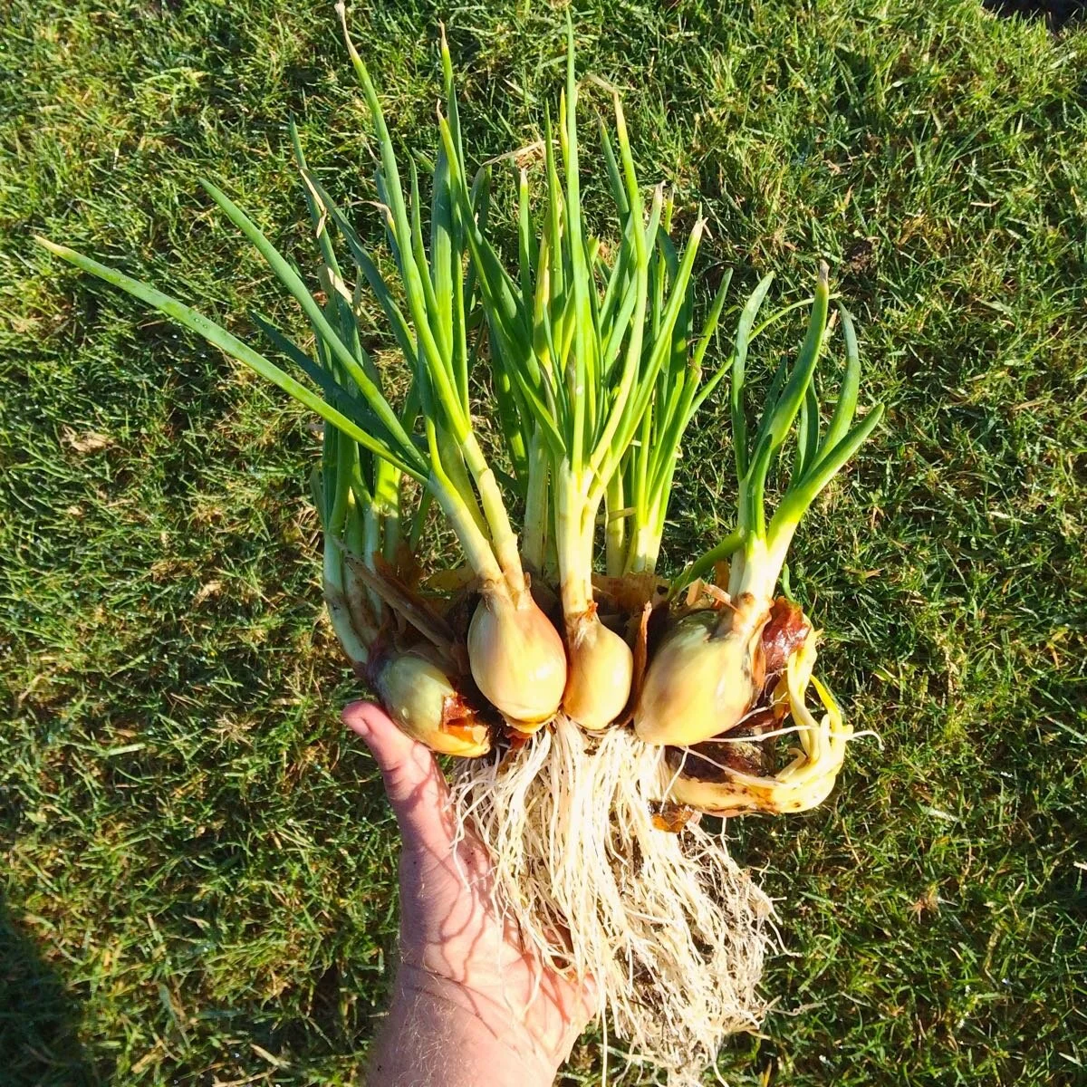 I itoi And The Other Multiplier Onions Spadefoot Nursery i-itoi-and-the-other-multiplier-onions-spadefoot-nursery