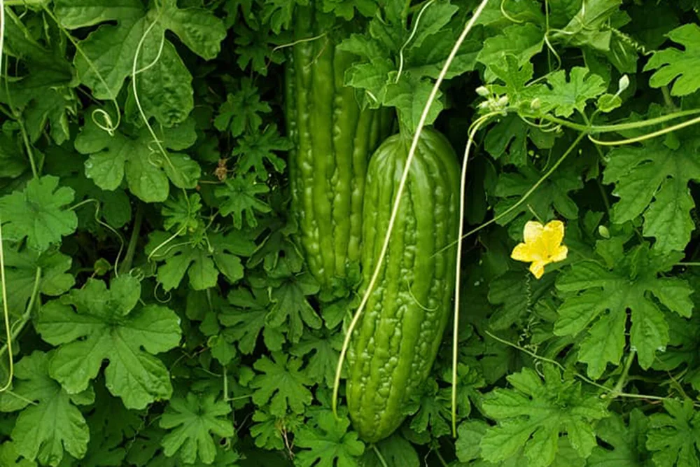 The Bitter Melon May Be An Acquired Taste Spadefoot Nursery