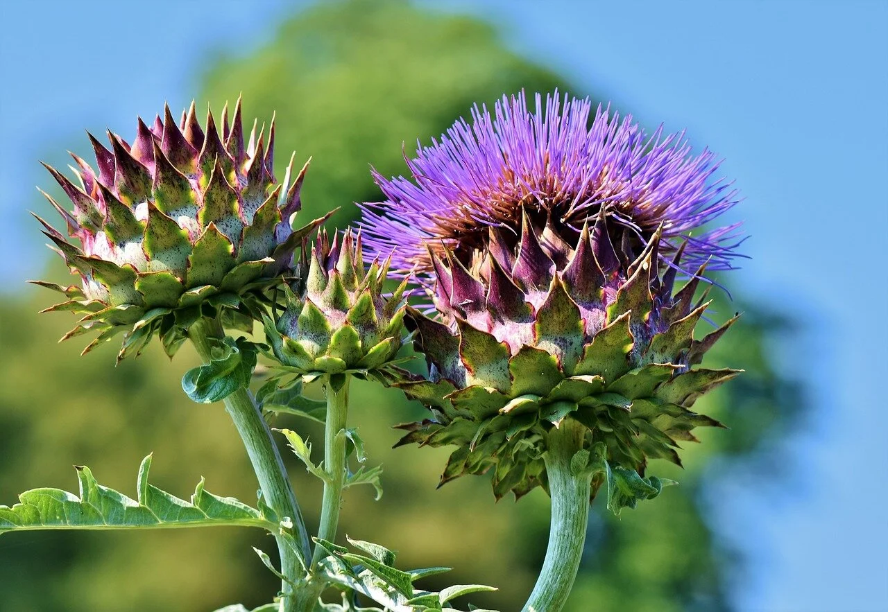 Artichoke and Cardoon — Spadefoot Nursery