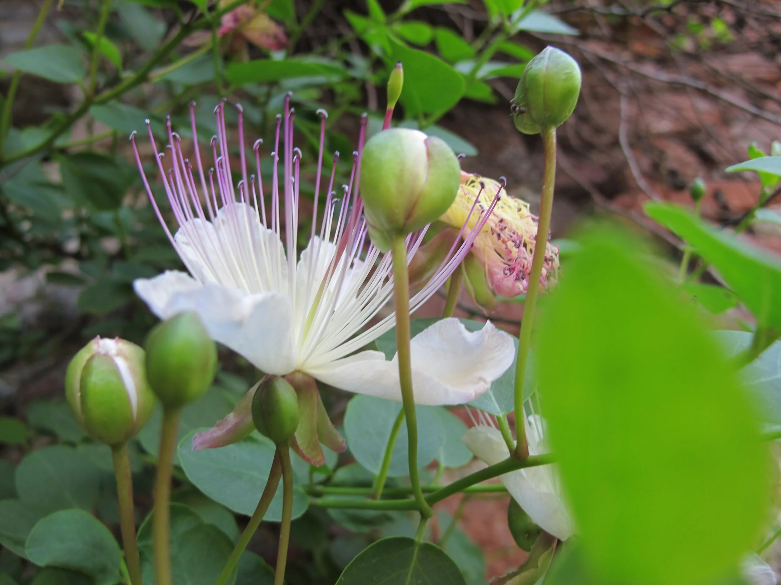 Caper Flower