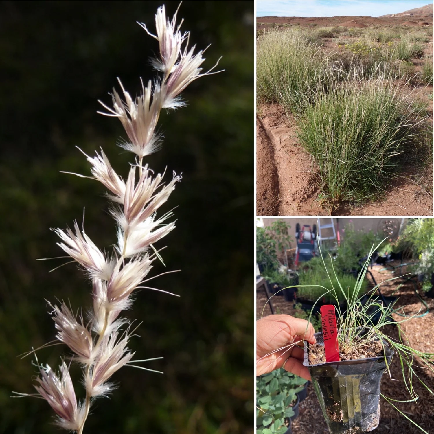 Galleta Grass Seed