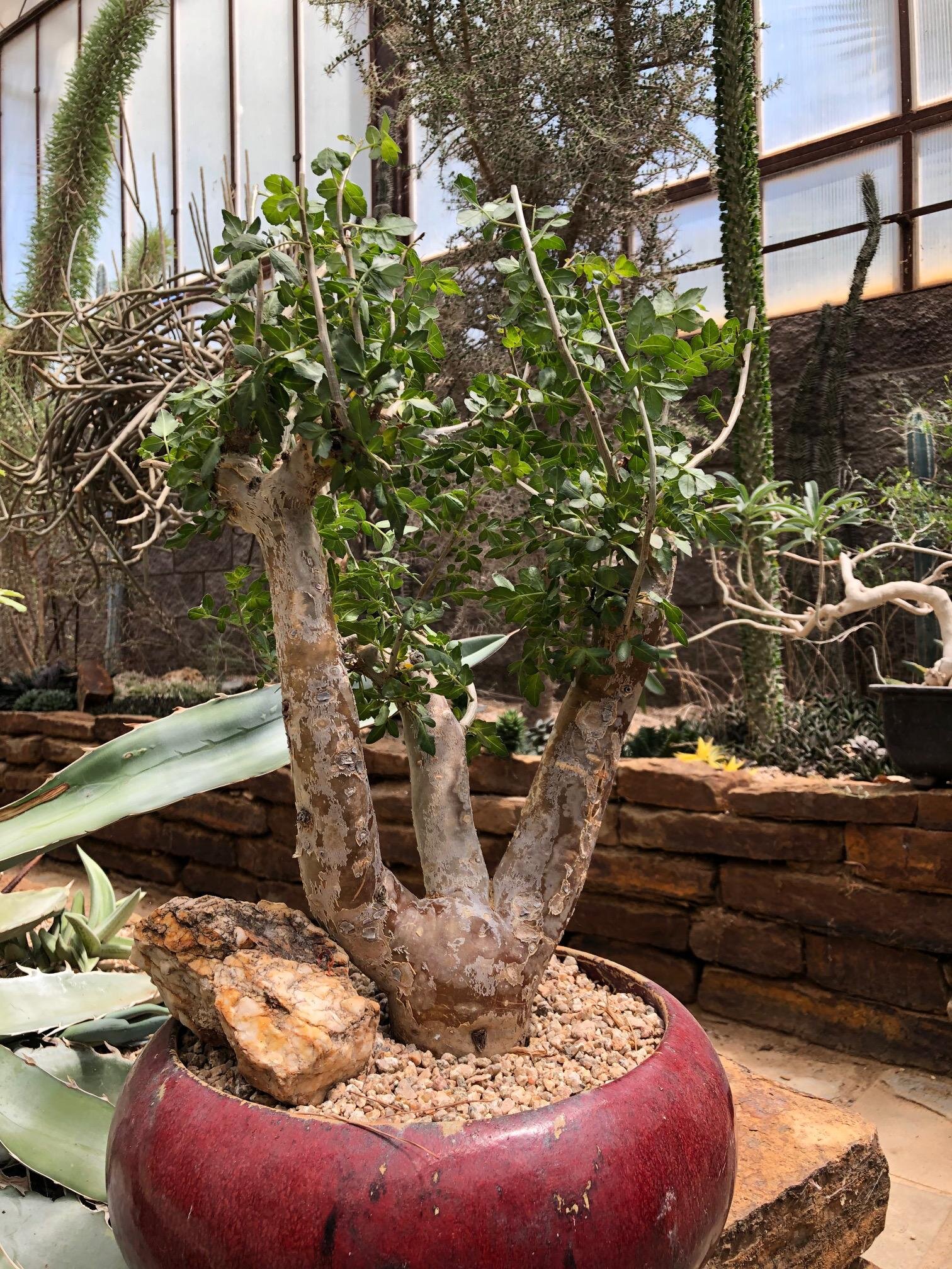 Succulent Shrubs Trees Spadefoot Nursery Succulent Shrubs Trees Spadefoot Nursery