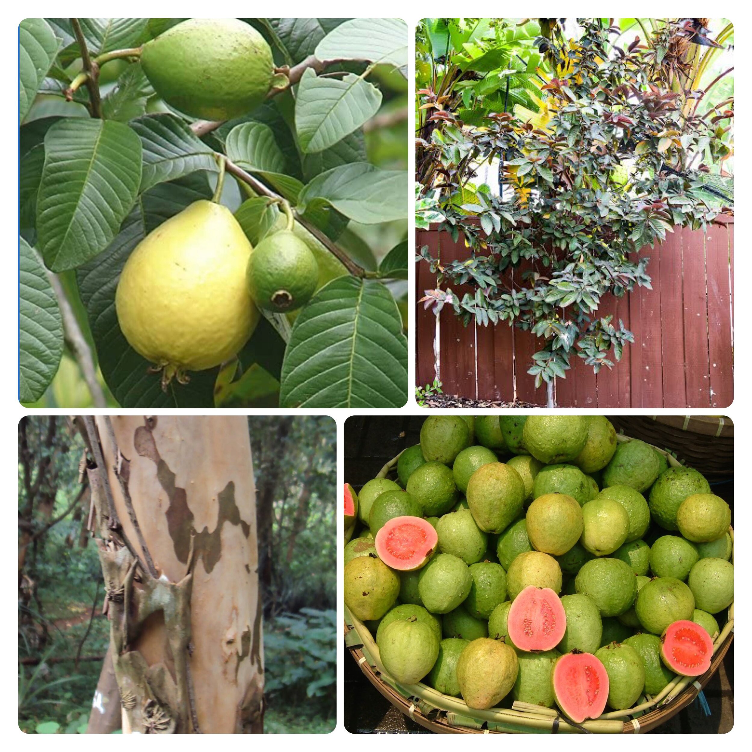 Fruit tree,vegetable home garden plant Delicious guava USA fast 100 BlueBerry A 