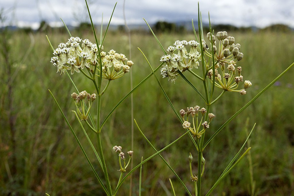 Milkweeds in Arizona — Spadefoot Nursery