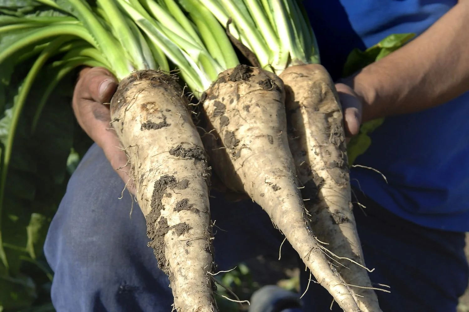 Wild Chicory Root roasted-chicory-root-chicory-coffee-gourmet-food-world
