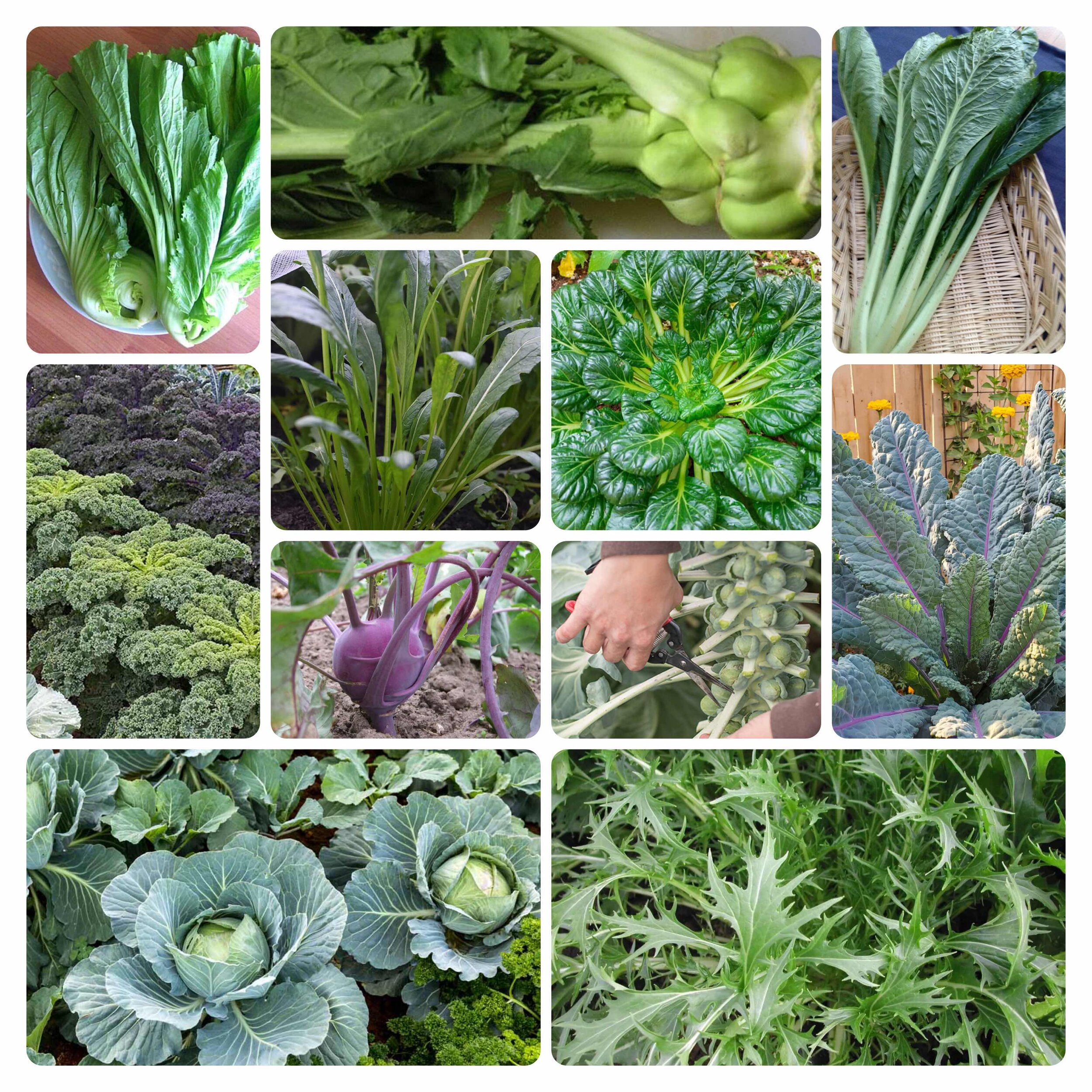 Image of Brassicas and spinach