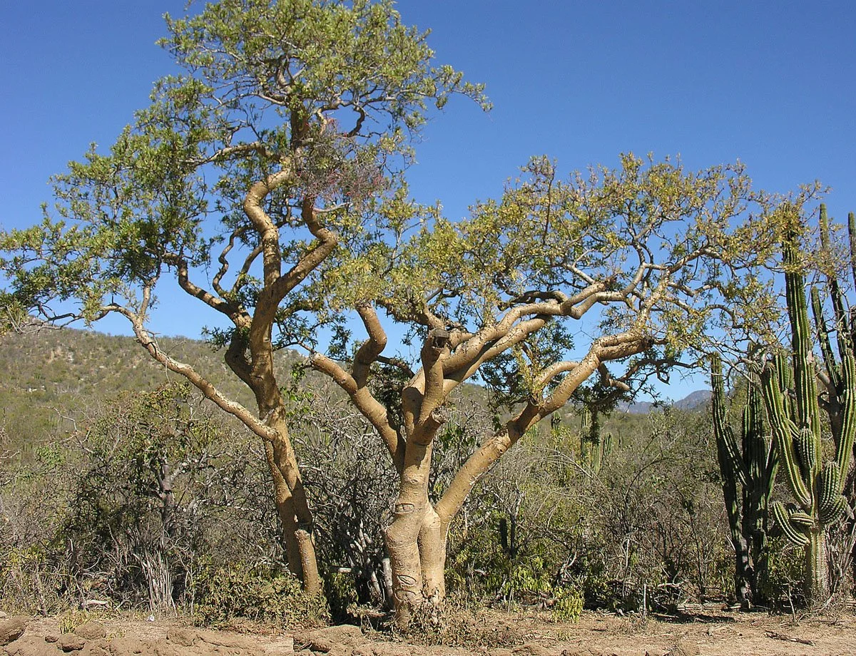 Burseraceae: Bursera microphylla — Spadefoot Nursery