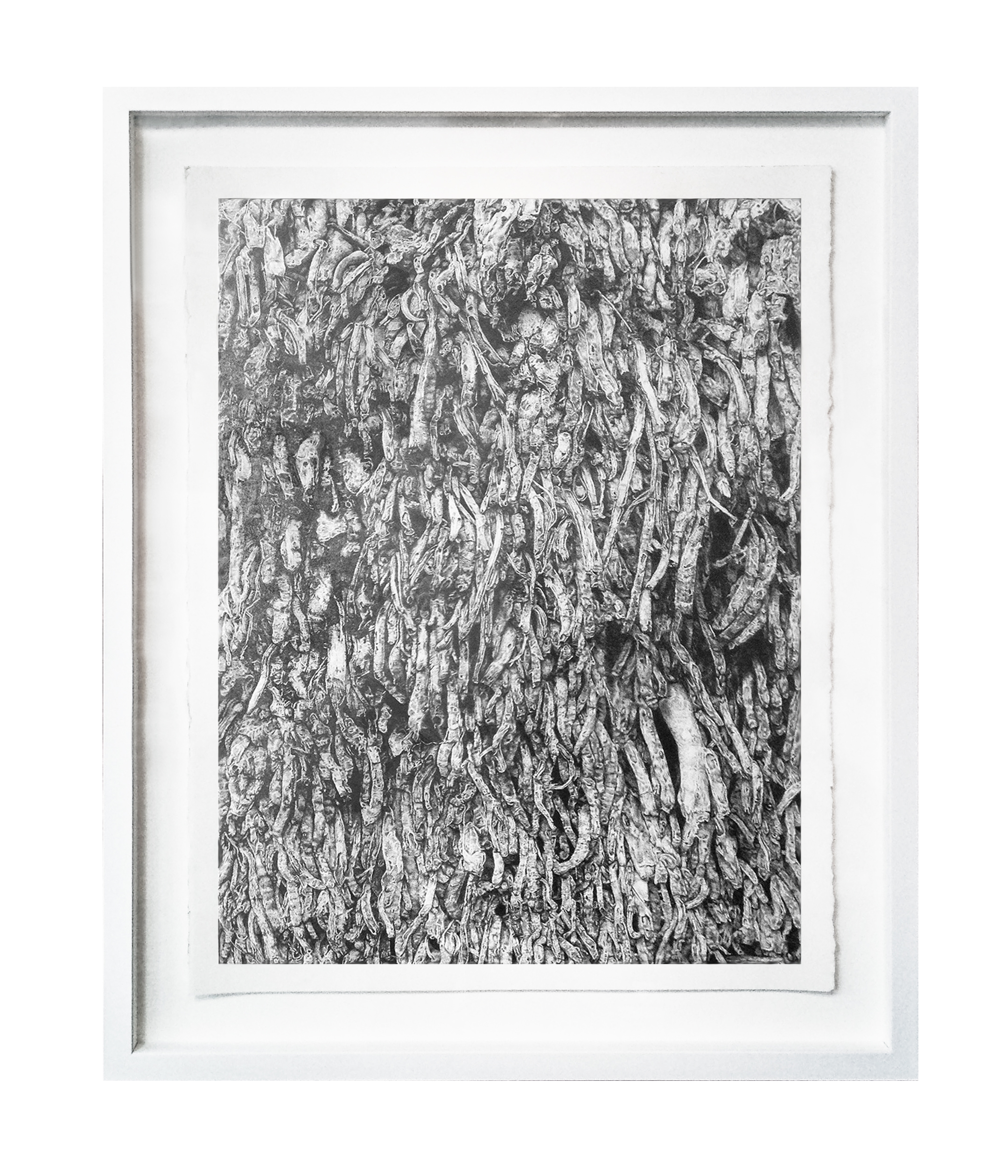  Carol Hudson  Michelle's Garden , 2016. Graphite on Paper. 102 x 82.5 cm framed. This work was Highly Commended in Waterhouse Natural History Art Award. 