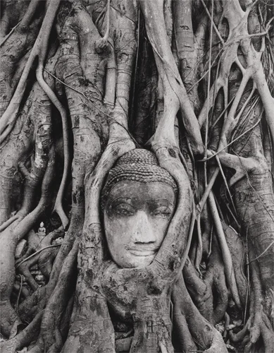 Buddha Head, Ayutthaya, Thailand